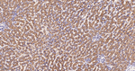 ATP5G1 Antibody in Immunohistochemistry (Paraffin) (IHC (P))