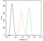 ATP5G1 Antibody in Flow Cytometry (Flow)