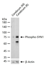Phospho-Synapsin 1 (Ser9) Antibody in Western Blot (WB)