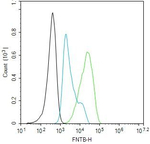 FNTB Recombinant Rabbit Monoclonal Antibody (10F6)