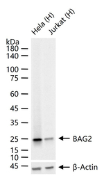 BAG2 Antibody in Western Blot (WB)
