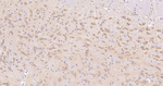 RALBP1 Antibody in Immunohistochemistry (Paraffin) (IHC (P))
