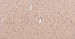 RALBP1 Antibody in Immunohistochemistry (Paraffin) (IHC (P))