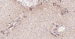RALBP1 Antibody in Immunohistochemistry (Paraffin) (IHC (P))