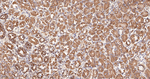 RALBP1 Antibody in Immunohistochemistry (Paraffin) (IHC (P))