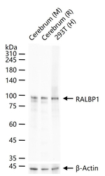 RALBP1 Antibody in Western Blot (WB)