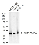 hnRNP C1/C2 Antibody in Western Blot (WB)