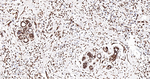 PRP19 Antibody in Immunohistochemistry (Paraffin) (IHC (P))