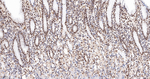 PRP19 Antibody in Immunohistochemistry (Paraffin) (IHC (P))