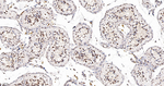 PRP19 Antibody in Immunohistochemistry (Paraffin) (IHC (P))