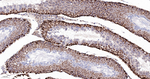 PRP19 Antibody in Immunohistochemistry (Paraffin) (IHC (P))