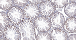 PRP19 Antibody in Immunohistochemistry (Paraffin) (IHC (P))