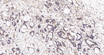 PRP19 Antibody in Immunohistochemistry (Paraffin) (IHC (P))