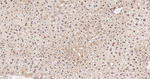 PRP19 Antibody in Immunohistochemistry (Paraffin) (IHC (P))