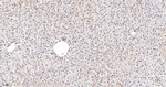 PRP19 Antibody in Immunohistochemistry (Paraffin) (IHC (P))
