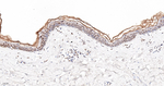 PRP19 Antibody in Immunohistochemistry (Paraffin) (IHC (P))