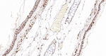 PRP19 Antibody in Immunohistochemistry (Paraffin) (IHC (P))