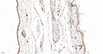 PRP19 Antibody in Immunohistochemistry (Paraffin) (IHC (P))