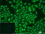 MyD88 Recombinant Rabbit Monoclonal Antibody (3C9)