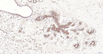 MyD88 Antibody in Immunohistochemistry (Paraffin) (IHC (P))