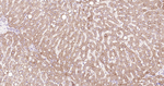 MyD88 Antibody in Immunohistochemistry (Paraffin) (IHC (P))