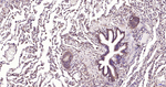 MyD88 Antibody in Immunohistochemistry (Paraffin) (IHC (P))