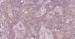 MyD88 Antibody in Immunohistochemistry (Paraffin) (IHC (P))