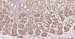 MyD88 Antibody in Immunohistochemistry (Paraffin) (IHC (P))