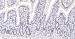 MAD2L1BP Recombinant Rabbit Monoclonal Antibody (4C3)