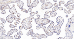 MAD2L1BP Antibody in Immunohistochemistry (Paraffin) (IHC (P))