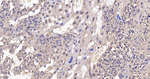 MAD2L1BP Antibody in Immunohistochemistry (Paraffin) (IHC (P))