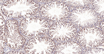 MAD2L1BP Antibody in Immunohistochemistry (Paraffin) (IHC (P))