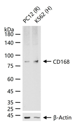 RHAMM Recombinant Rabbit Monoclonal Antibody (8B10)
