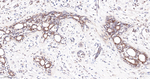 PYCARD Antibody in Immunohistochemistry (Paraffin) (IHC (P))