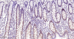 PYCARD Antibody in Immunohistochemistry (Paraffin) (IHC (P))