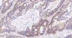 PYCARD Antibody in Immunohistochemistry (Paraffin) (IHC (P))