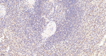 PYCARD Antibody in Immunohistochemistry (Paraffin) (IHC (P))
