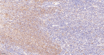 PYCARD Antibody in Immunohistochemistry (Paraffin) (IHC (P))