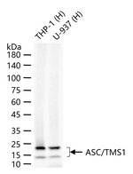 PYCARD Antibody in Western Blot (WB)