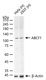 ABCF1 Antibody in Western Blot (WB)