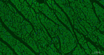 SMAC Antibody in Immunohistochemistry (Paraffin) (IHC (P))