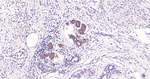 SMAC Antibody in Immunohistochemistry (Paraffin) (IHC (P))
