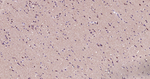 SMAC Antibody in Immunohistochemistry (Paraffin) (IHC (P))