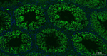 SMAC Antibody in Immunohistochemistry (Paraffin) (IHC (P))