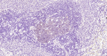 SMAC Antibody in Immunohistochemistry (Paraffin) (IHC (P))