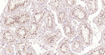 SMAC Antibody in Immunohistochemistry (Paraffin) (IHC (P))