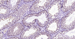 SMAC Antibody in Immunohistochemistry (Paraffin) (IHC (P))