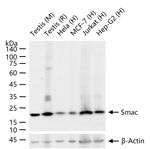 SMAC Antibody in Western Blot (WB)
