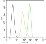 VAV2 Antibody in Flow Cytometry (Flow)