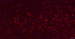 VAV2 Antibody in Immunohistochemistry (Paraffin) (IHC (P))